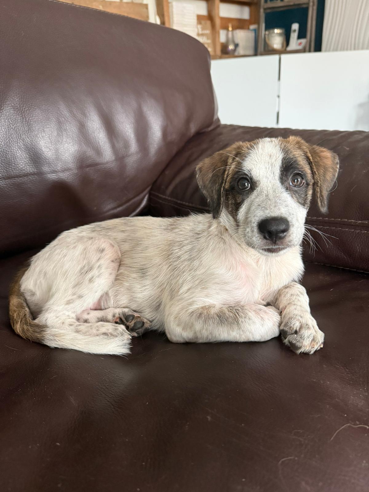 Chiens à adopter